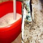 Περιστέρια που γεμίζουν το μπαλκόνι βρωμιές και μικρόβια: Φτιάξτε το σπιτικό σπρέι που θα τα διώξει οριστικά