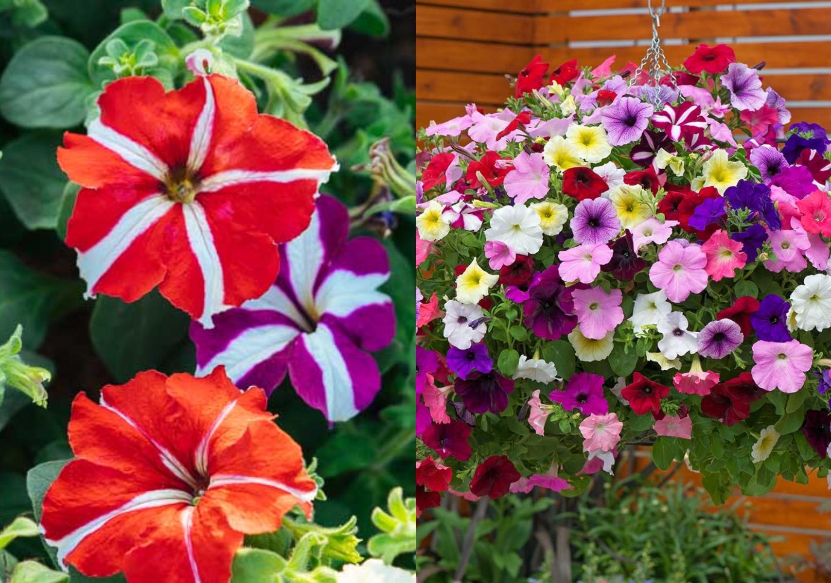 Πετούνιες σε γλάστρα την αυλή ή το μπαλκόνι για να δώσεις χρώμα στο καλοκαίρι σου