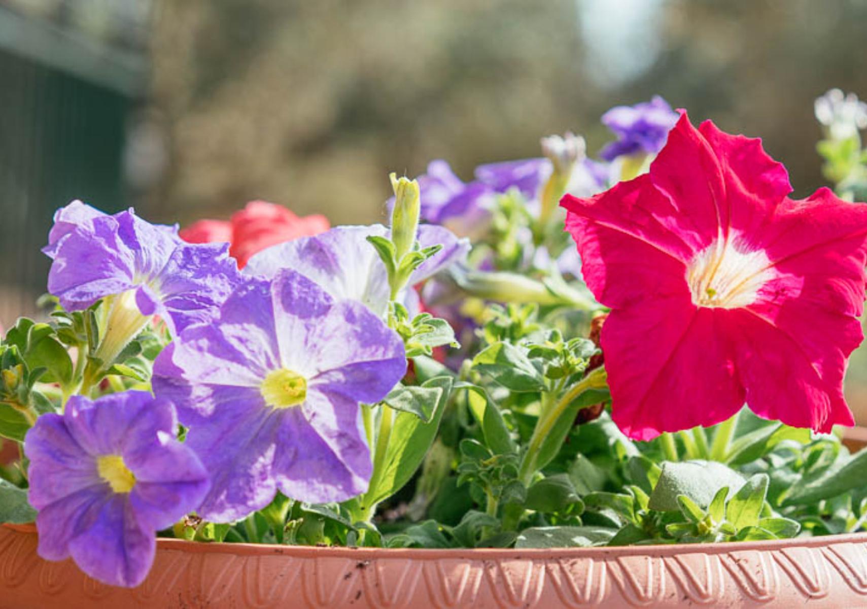 Πετούνιες σε γλάστρα την αυλή ή το μπαλκόνι για να δώσεις χρώμα στο καλοκαίρι σου