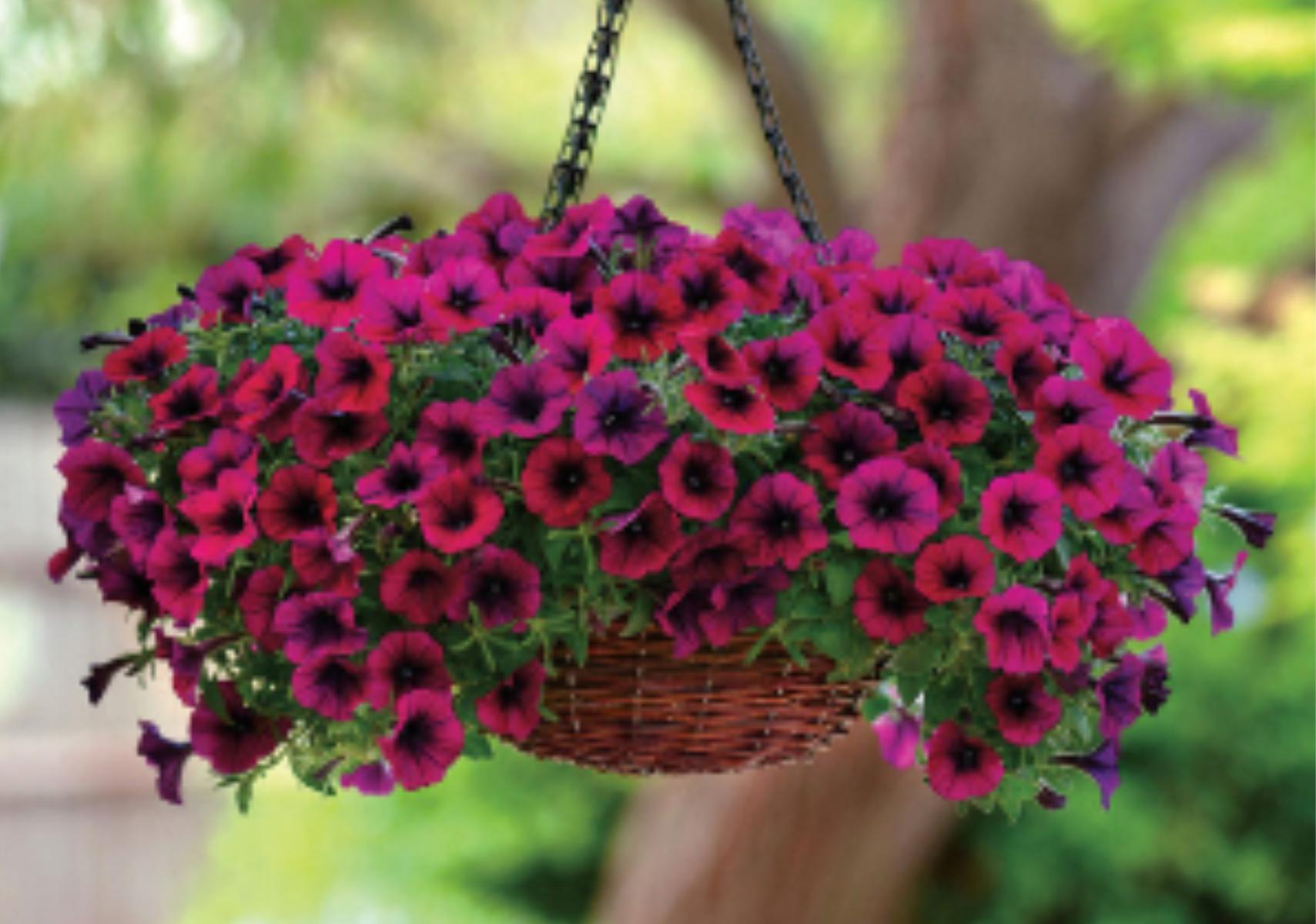 Πετούνιες σε γλάστρα την αυλή ή το μπαλκόνι για να δώσεις χρώμα στο καλοκαίρι σου