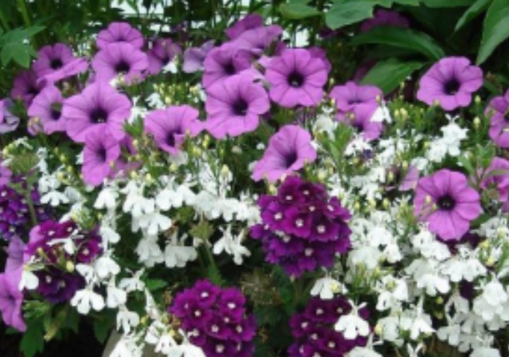 Πετούνιες σε γλάστρα την αυλή ή το μπαλκόνι για να δώσεις χρώμα στο καλοκαίρι σου