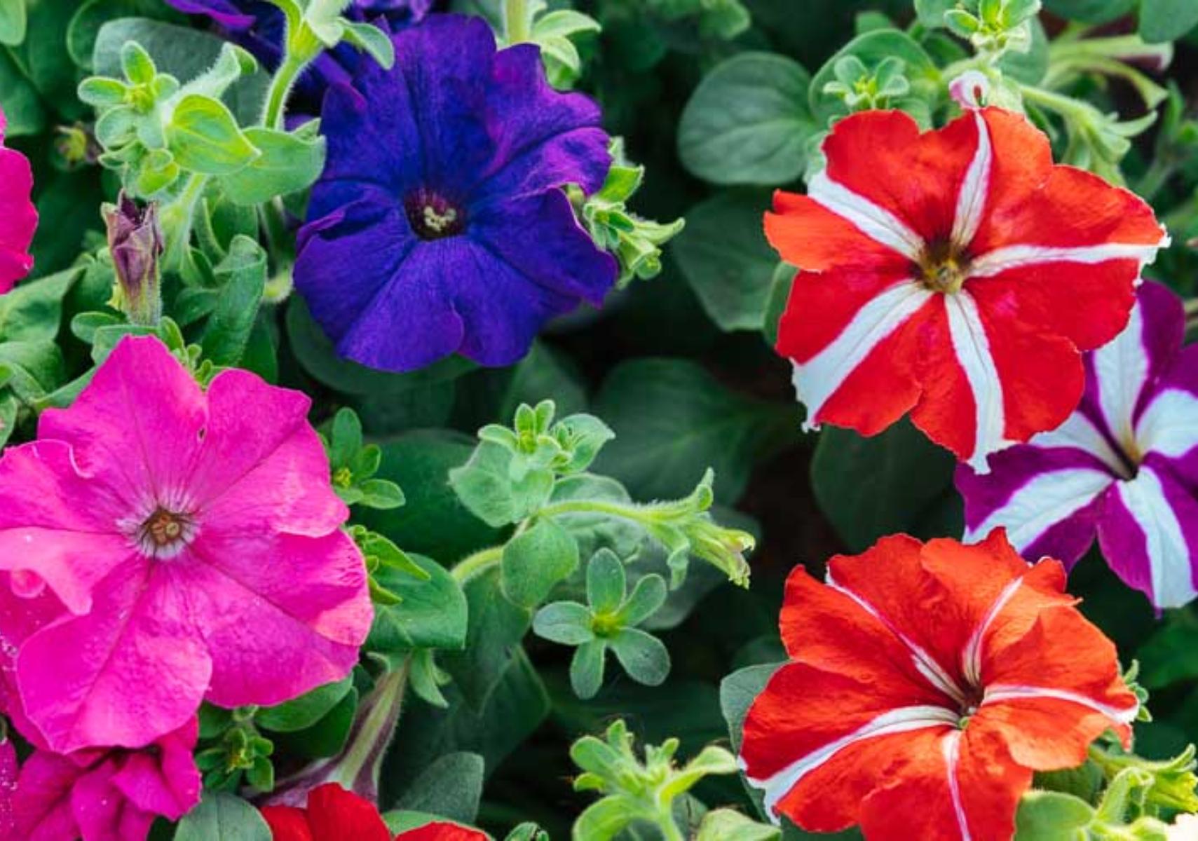 Πετούνιες σε γλάστρα την αυλή ή το μπαλκόνι για να δώσεις χρώμα στο καλοκαίρι σου