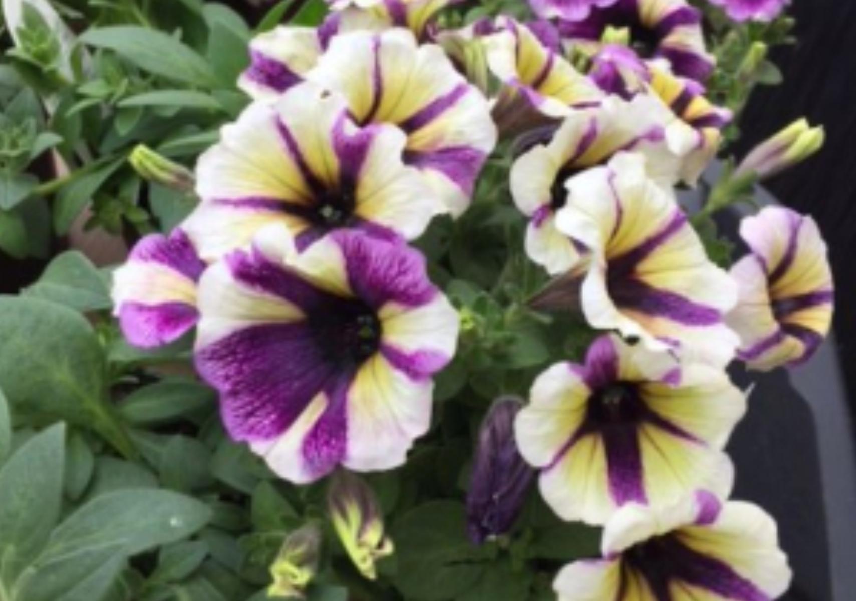 Πετούνιες σε γλάστρα την αυλή ή το μπαλκόνι για να δώσεις χρώμα στο καλοκαίρι σου