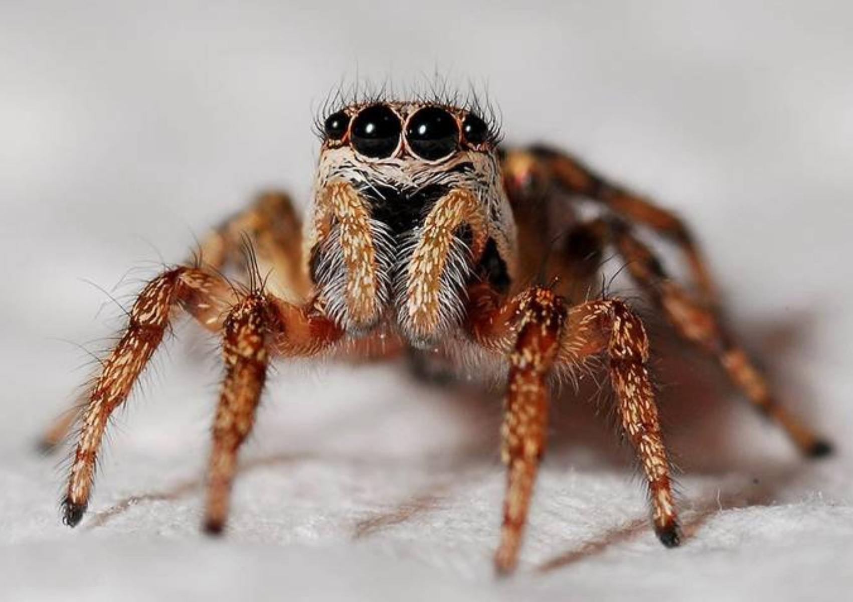 Καφέ αράχνη ή Ερημίτης: Πόσο επικίνδυνη είναι – Τα συμπτώματα και οι επιπλοκές που έχει το τσίμπημα της
