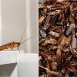 Κατσαρίδες στο σπίτι: Το μυστικό της γιαγιάς με το καλαμπόκι και άλλο ένα υλικό που θα τις διώξει οριστικά