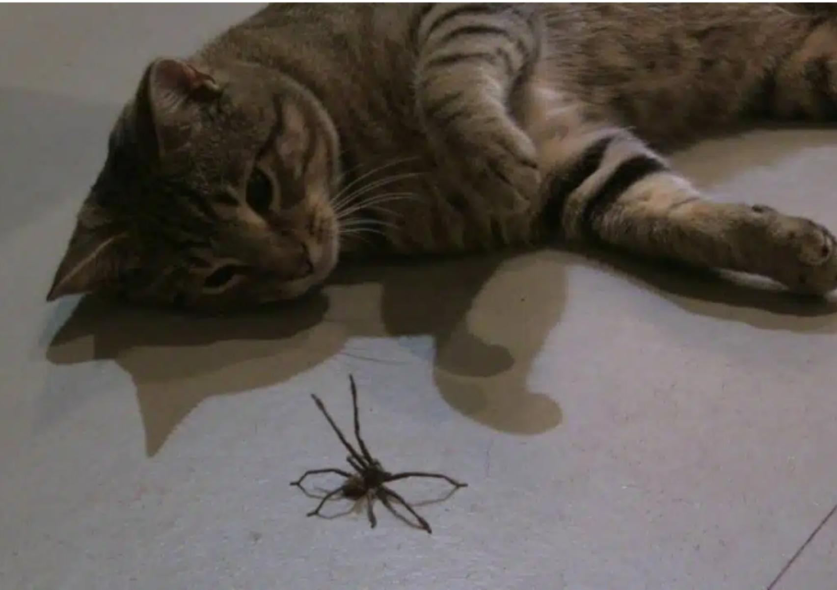 Αράχνες στο σπίτι: Πως να απαλλαγείτε με φυσικούς τρόπους