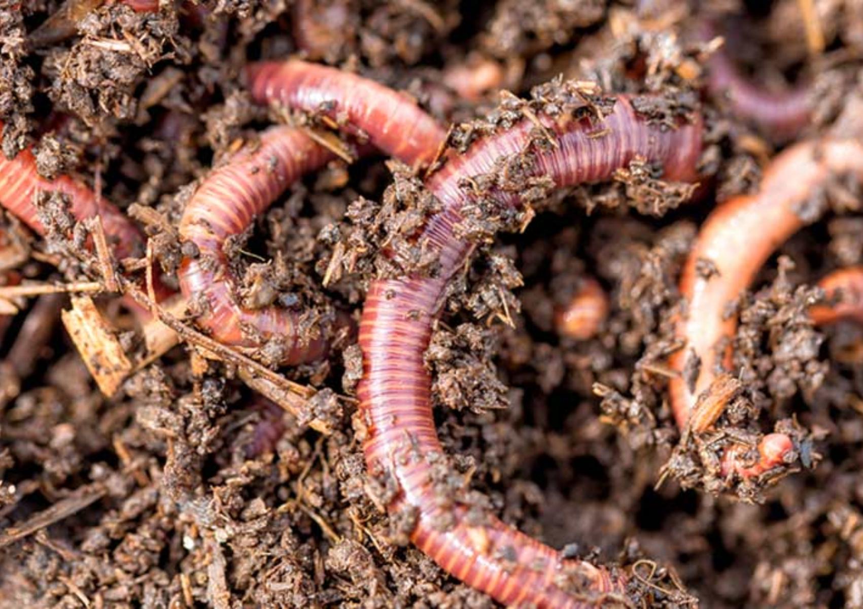 Παράσιτα και σκουλήκια που καταστρέφουν τα λουλούδια σας: Πως να τα εξαφανίσετε με φυσικούς τρόπους