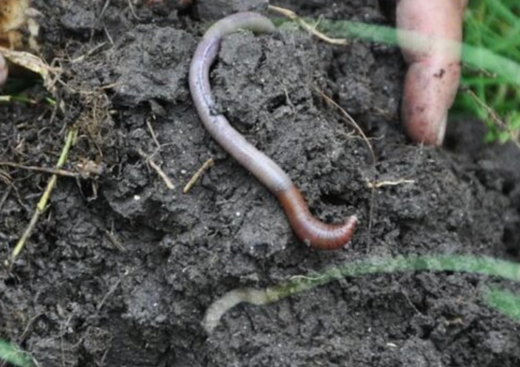 Παράσιτα και σκουλήκια που καταστρέφουν τα λουλούδια σας: Πως να τα εξαφανίσετε με φυσικούς τρόπους