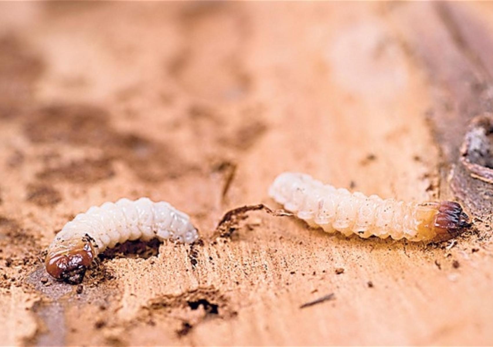 Σαράκι: Πως να εξοντώσετε το έντομο που καταστρέφει τα ξύλινα έπιπλα σας