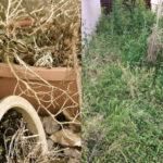 Τρόποι να περιποιηθείτε τον κήπο σας την περίοδο του Φθινοπώρου