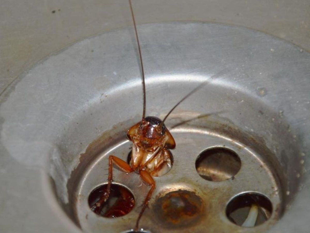 Κατσαρίδες που επιμένουν και το Φθινόπωρο: Το υλικό που χρησιμοποιούν οι ειδικοί για να τις εξοντώσουν και το έχεις στο ντουλάπι σου 