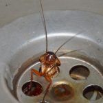 Κατσαρίδες που επιμένουν και το Φθινόπωρο: Το υλικό που χρησιμοποιούν οι ειδικοί για να τις εξοντώσουν και το έχεις στο ντουλάπι σου 