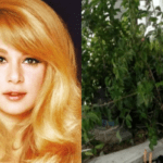 Αλίκη Βουγιουκλάκη : Τα σπαρακτικά γράμματα  στο μνήμα και ο άστεγος που κοιμάται πάνω στον τάφο της