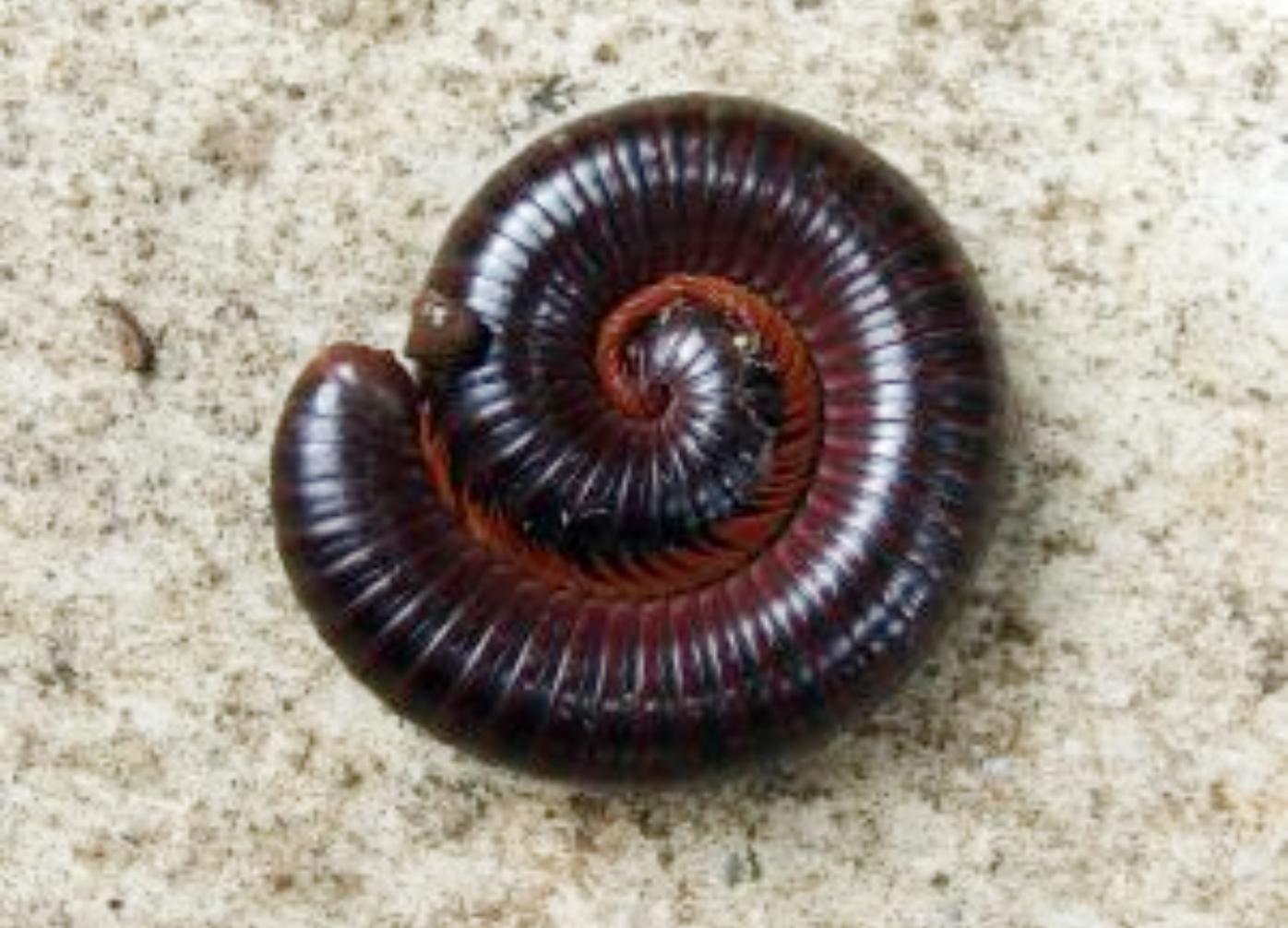 Μαύρα σκουλήκια: Τα έντομα του Φθινοπώρου και πως να απαλλαγείτε (Για την Ιωάννα)