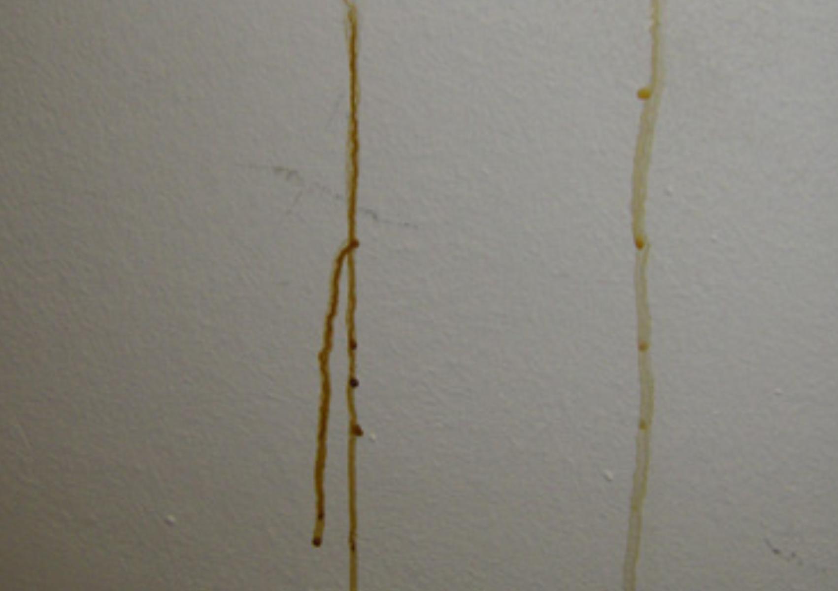 Κίτρινο νερό που τρέχει στους τοίχους του μπάνιου: Αναγνώρισε τι είναι και βρες τον κατάλληλο τρόπο να το καθαρίσεις