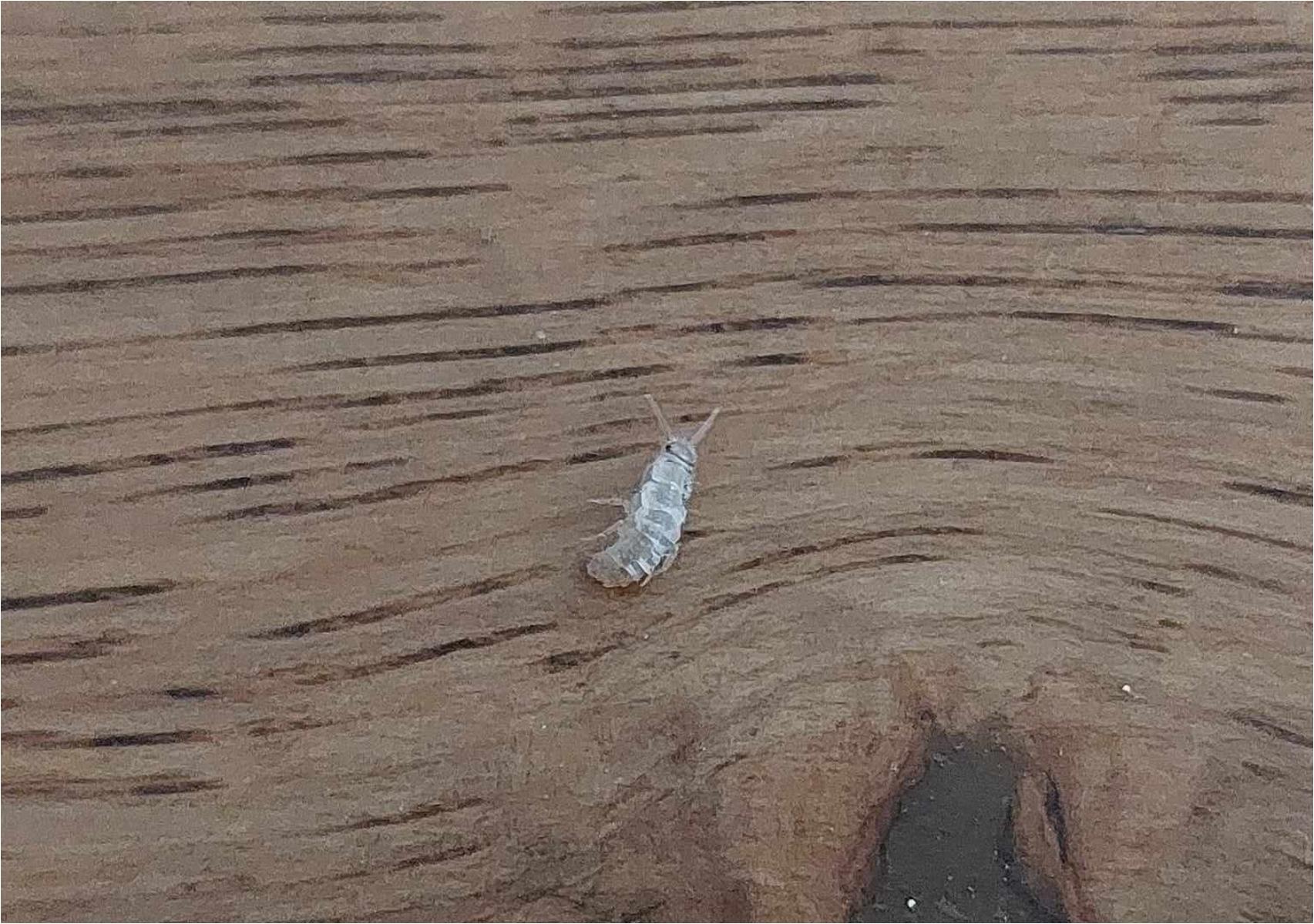 Ασημόψαρα υγρασίας στο σπίτι μετά τις πρώτες βροχές: Πως να τα εξοντώσετε χωρίς απεντόμωση