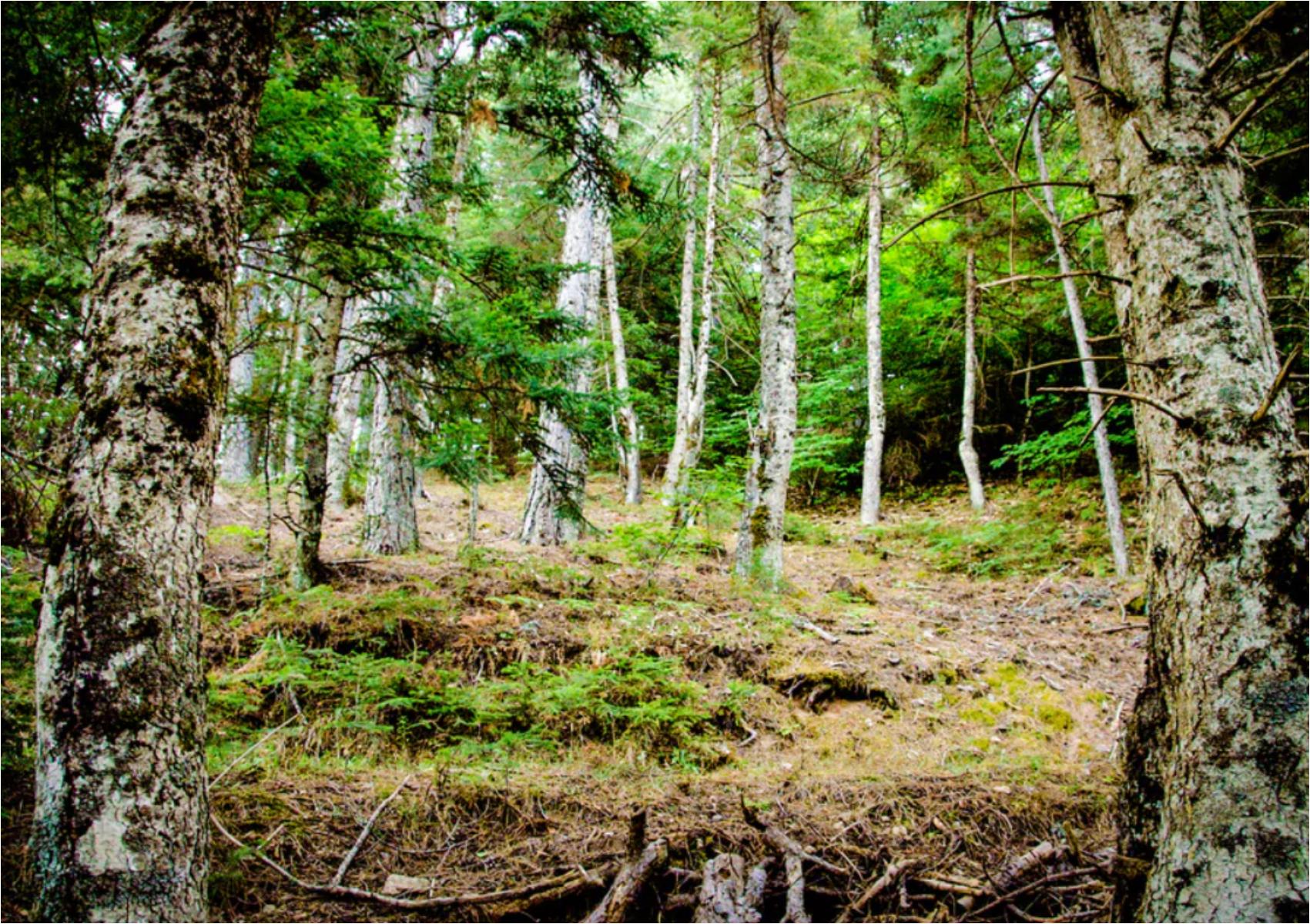 Ζαρούχλα: Φθινοπωρινή απόδραση στο ελατοσκέπαστο χωριό της ορεινής Αχαΐας