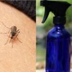 Κουνούπια γίγας μολυσμένα: Το σπιτικό σπρέι για να μην σας τσιμπάνε