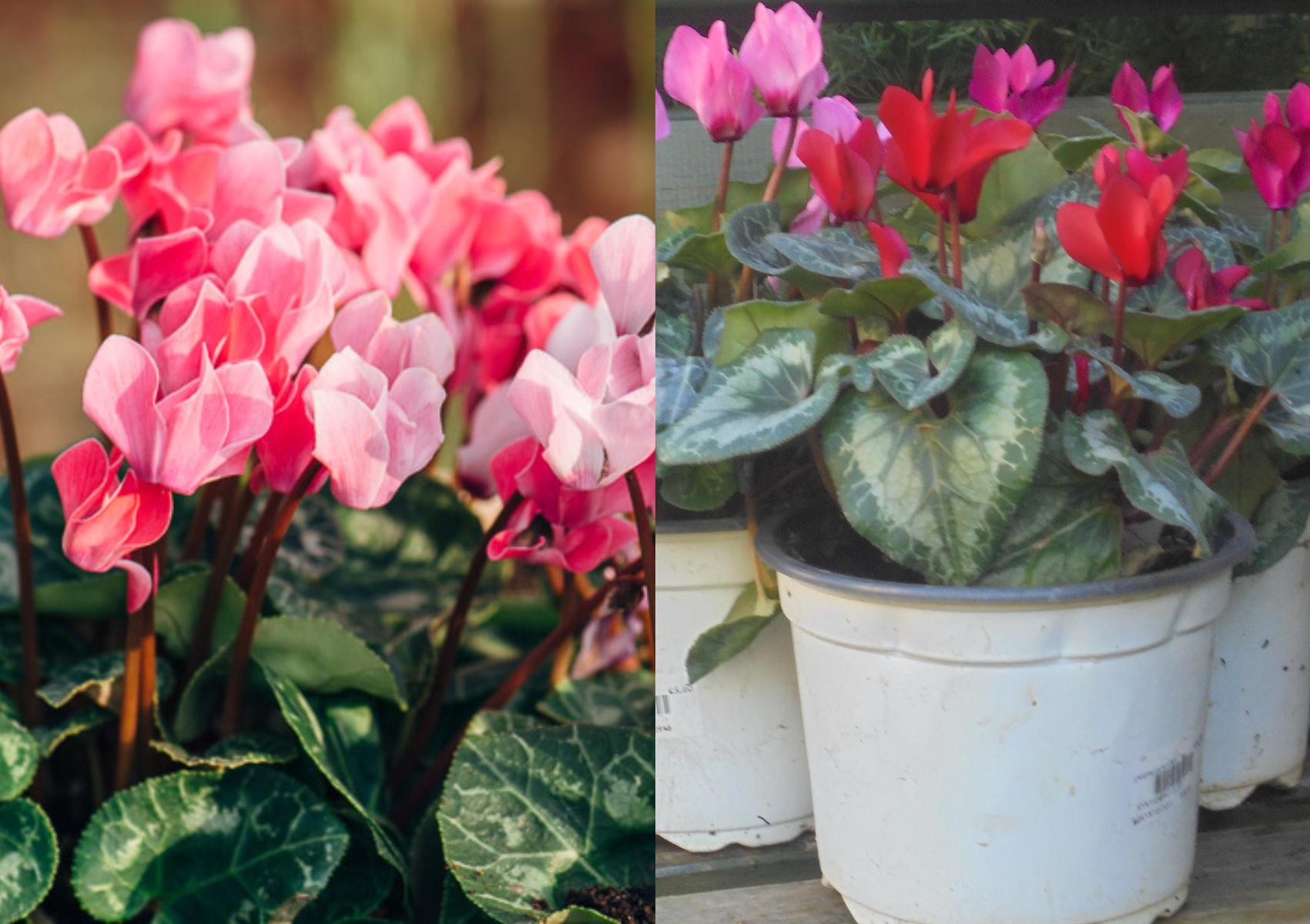 Κυκλάμινα: Πως να τα φυτέψετε στον κήπο ή την γλάστρα το φθινόπωρο – όλα τα μυστικά 