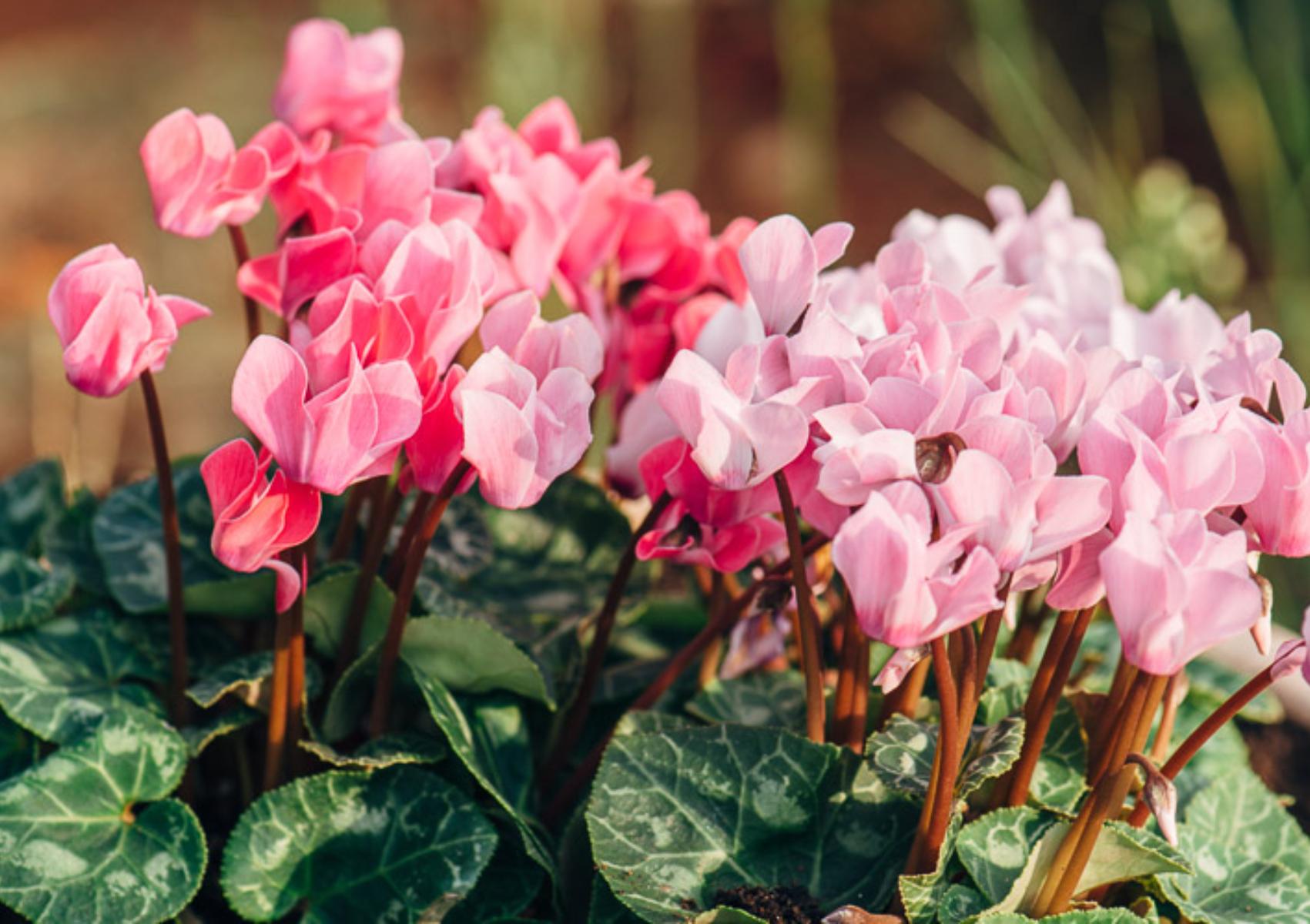 Κυκλάμινα: Πως να τα φυτέψετε στον κήπο ή την γλάστρα το φθινόπωρο – όλα τα μυστικά