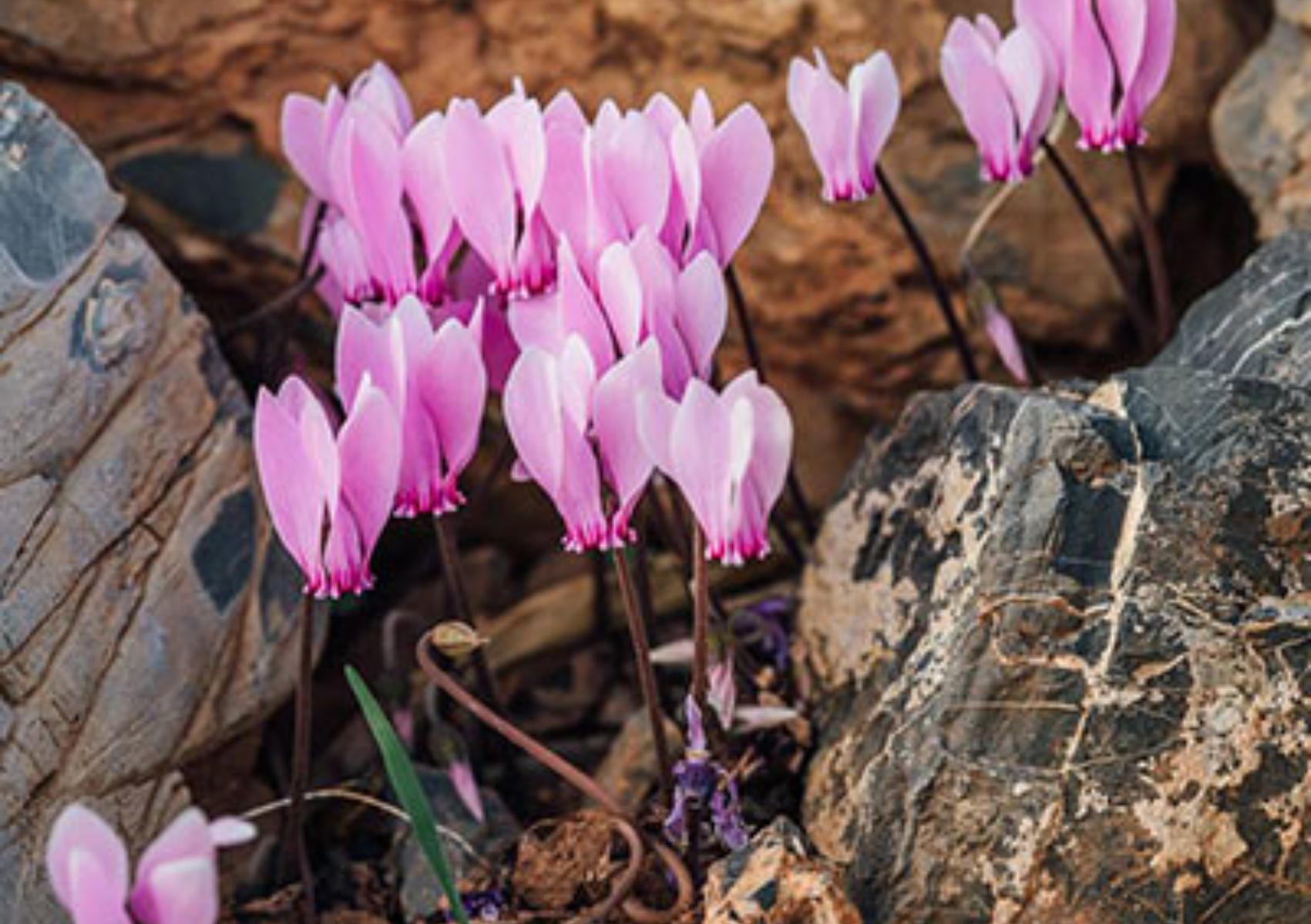 Κυκλάμινα: Πως να τα φυτέψετε στον κήπο ή την γλάστρα το φθινόπωρο – όλα τα μυστικά