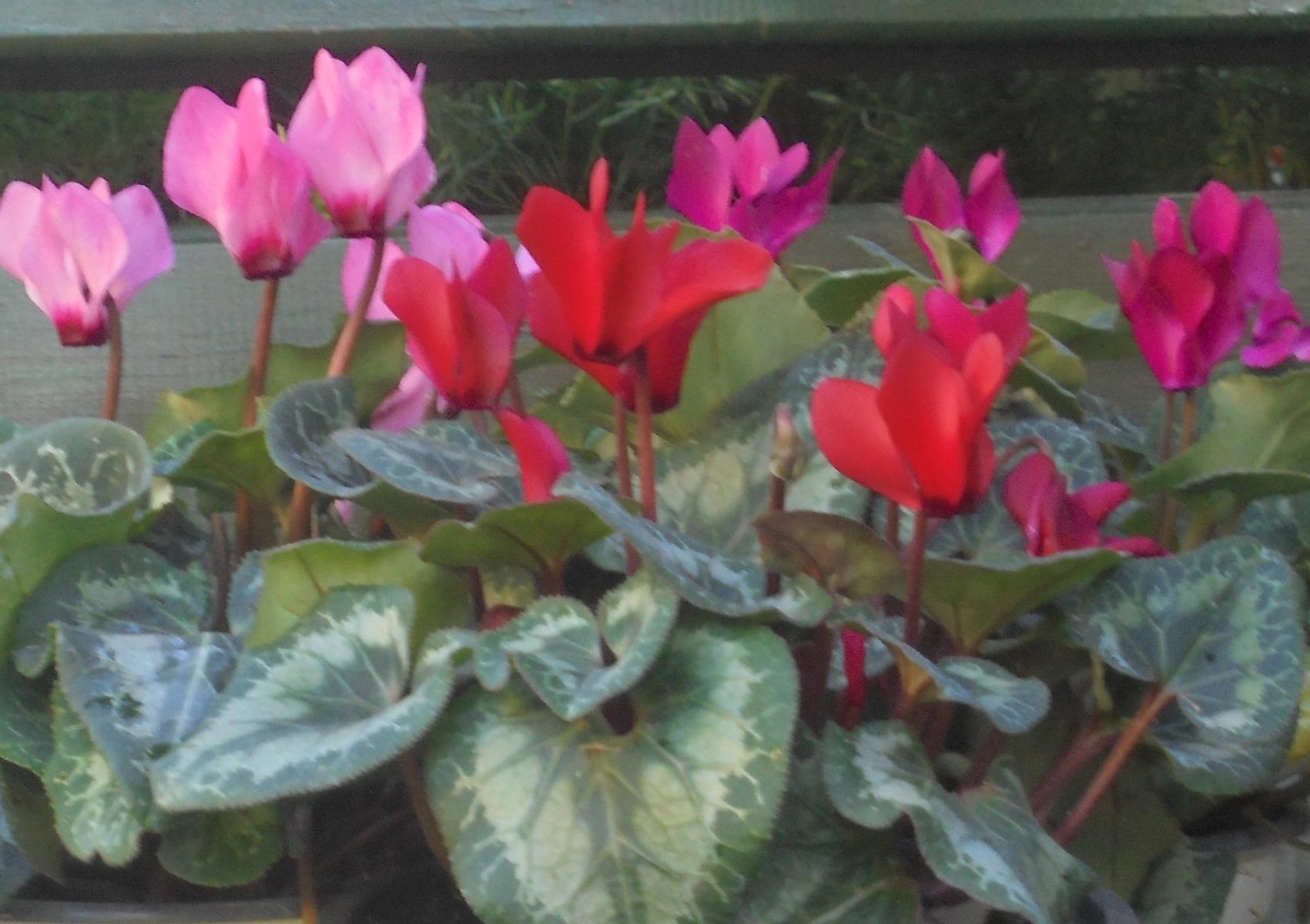 Κυκλάμινα: Πως να τα φυτέψετε στον κήπο ή την γλάστρα το φθινόπωρο – όλα τα μυστικά