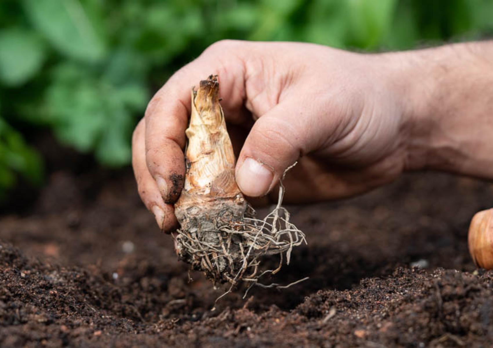 Κυκλάμινα: Πως να τα φυτέψετε στον κήπο ή την γλάστρα το φθινόπωρο – όλα τα μυστικά