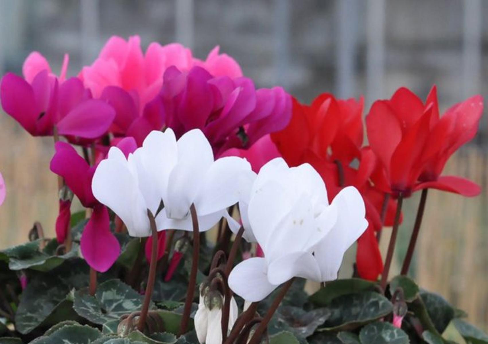 Κυκλάμινα: Πως να τα φυτέψετε στον κήπο ή την γλάστρα το φθινόπωρο – όλα τα μυστικά