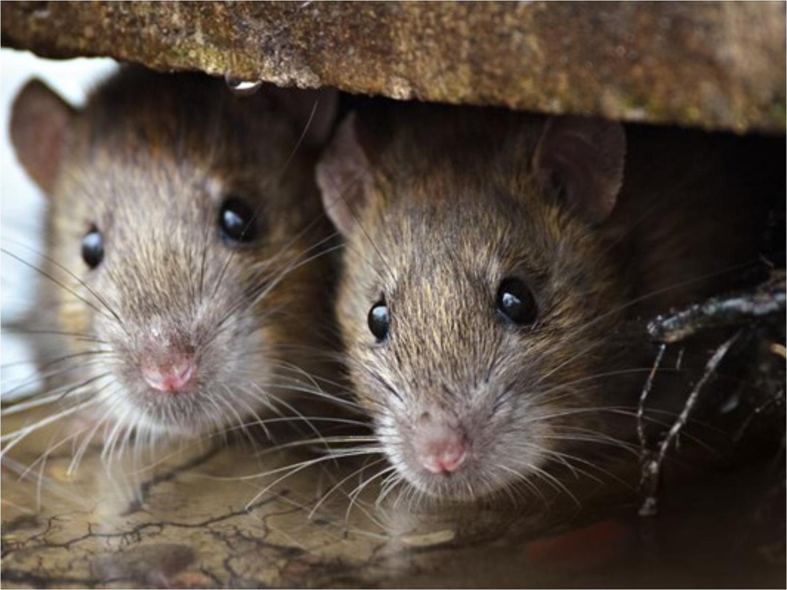 Περιττώματα-ποντικιού-4-1-σοβαρές-ασθένειες-που-μεταδίδουν-στον-άνθρωπο