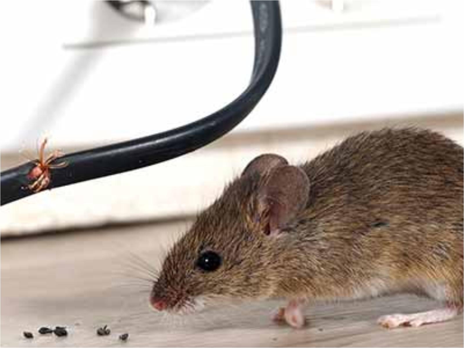 Ποντίκια-και-Αρουραίοι-Εξαφανίστε-τα-με-Vicks-Vaporub Ποντίκια-και-Αρουραίοι-Εξαφανίστε-τα-με-Vicks-Vaporub