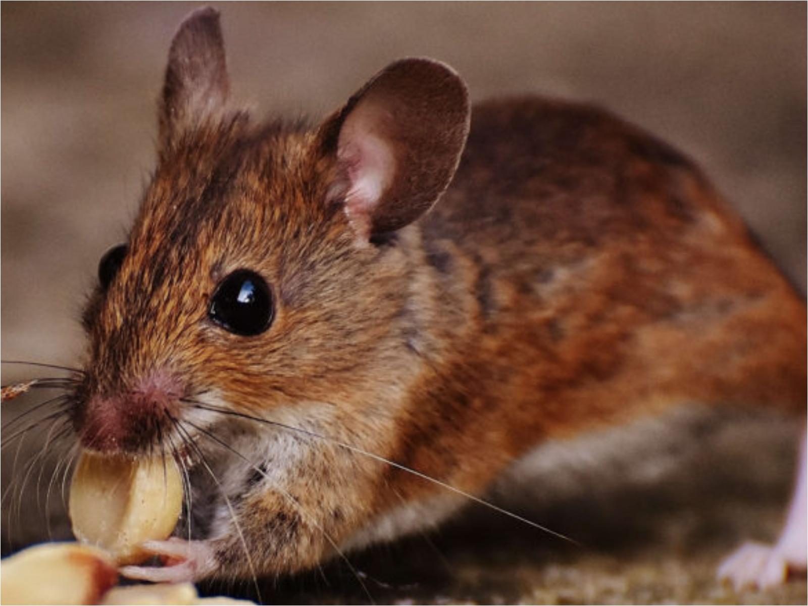 Περιττώματα-ποντικιού-4-1-σοβαρές-ασθένειες-που-μεταδίδουν-στον-άνθρωπο