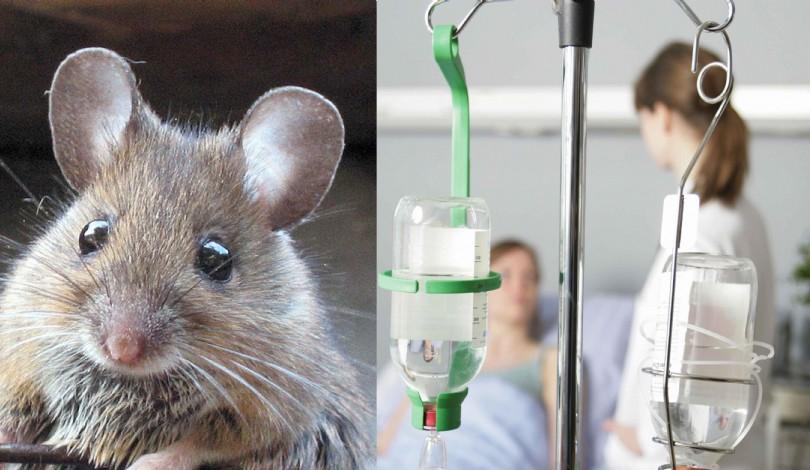 Περιττώματα-ποντικιού-4-1-σοβαρές-ασθένειες-που-μεταδίδουν-στον-άνθρωπο