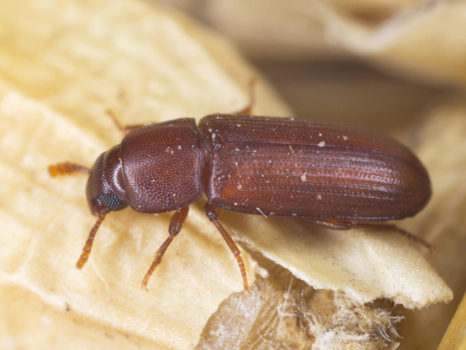 Έντομα αποθηκών και τροφίμων: Γνωρίστε τα είδη τους και εξολοθρεύστε τα αποτελεσματικά