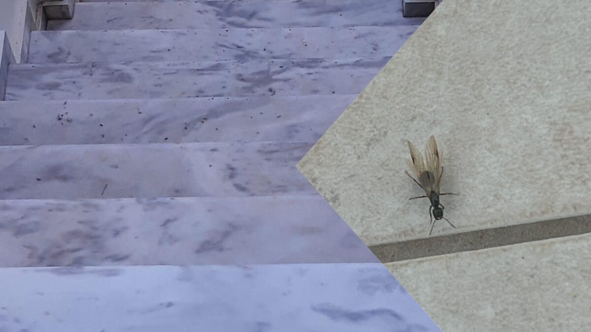 Γιατί μετά τη βροχή γέμισε η αυλή με μυρμήγκια με φτερά; Δείτε φυσικούς τρόπους για να τα διώξετε