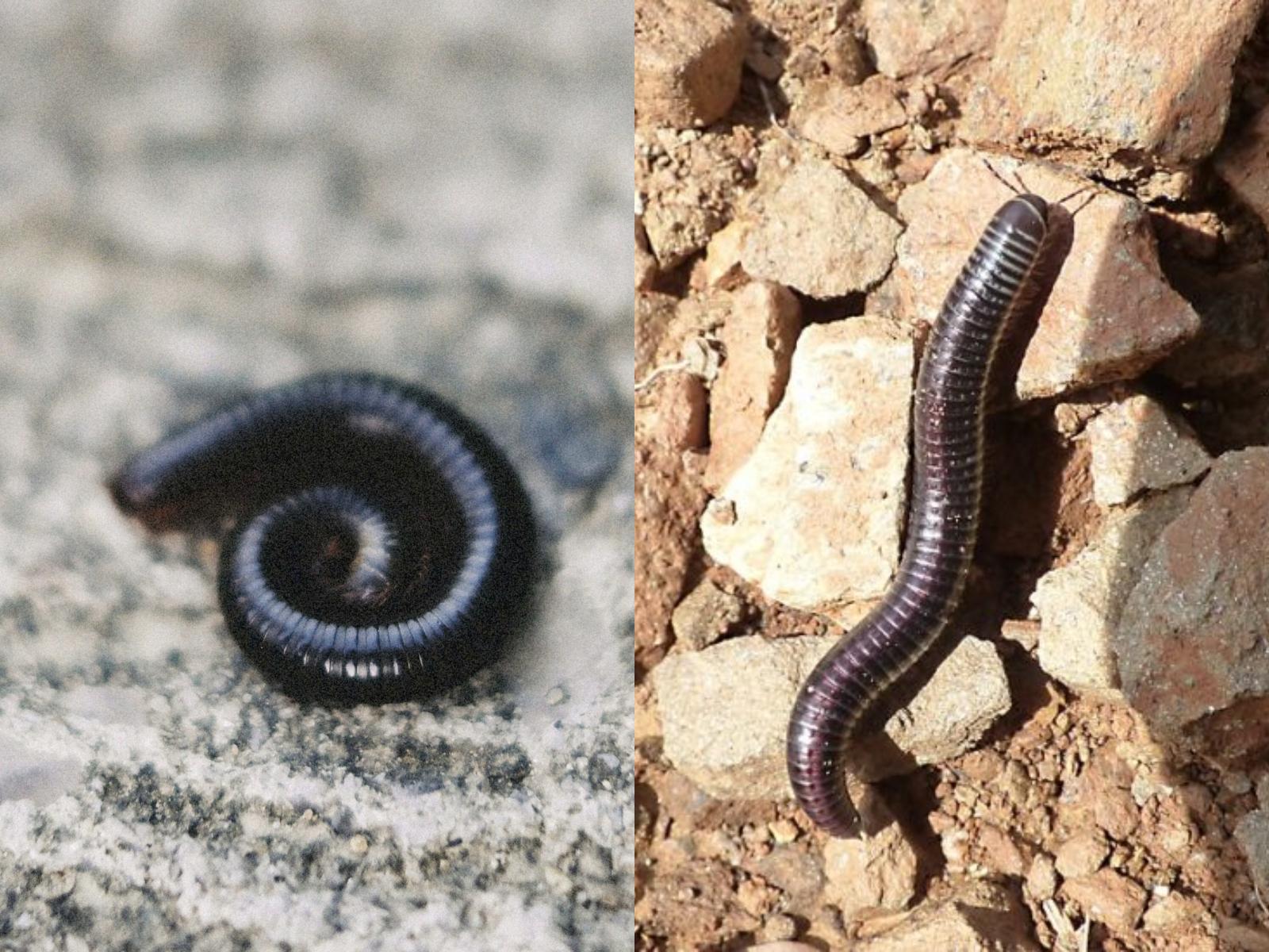 Μαύρα σκουλήκια υγρασίας : Κάνουν την εμφάνιση τους μετά την βροχή- Τρόποι αντιμετώπισης τους