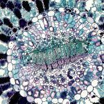 Καμπανάκι από τους επιστήμονες : Τι είναι η «ζωή καθρέφτης» που απειλεί την ανθρωπότητα