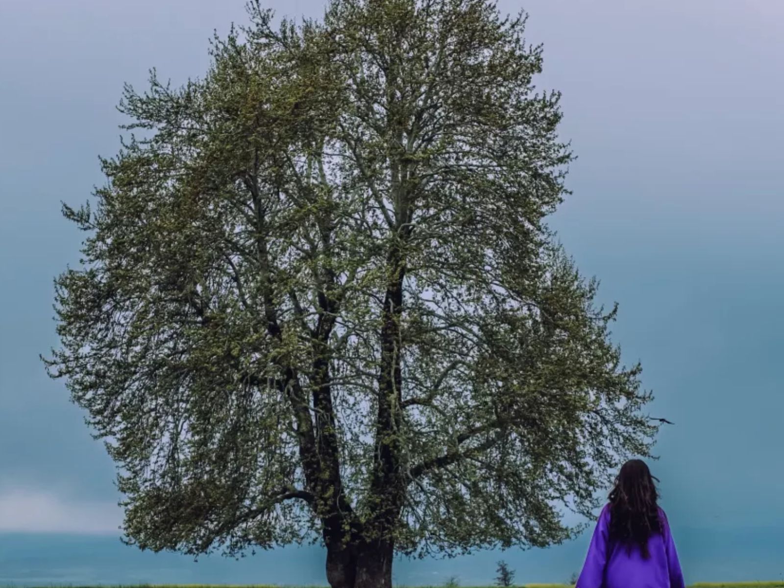 Το Δέντρο της Ζωής : Το τεστ που χρησιμοποιούν οι Ψυχολόγοι για να ερμηνεύσουν τον Χαρακτήρα σας