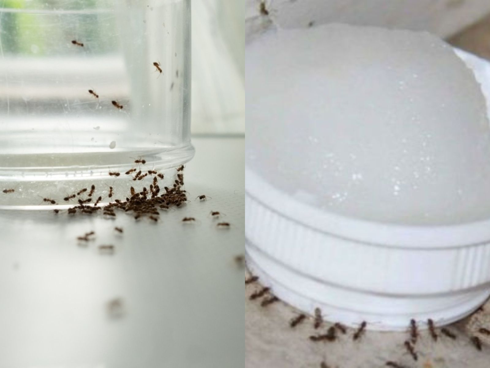 Μυρμήγκια στο σπίτι: 5+1 φυσικοί τρόποι για να τα εξοντώσετε οριστικά