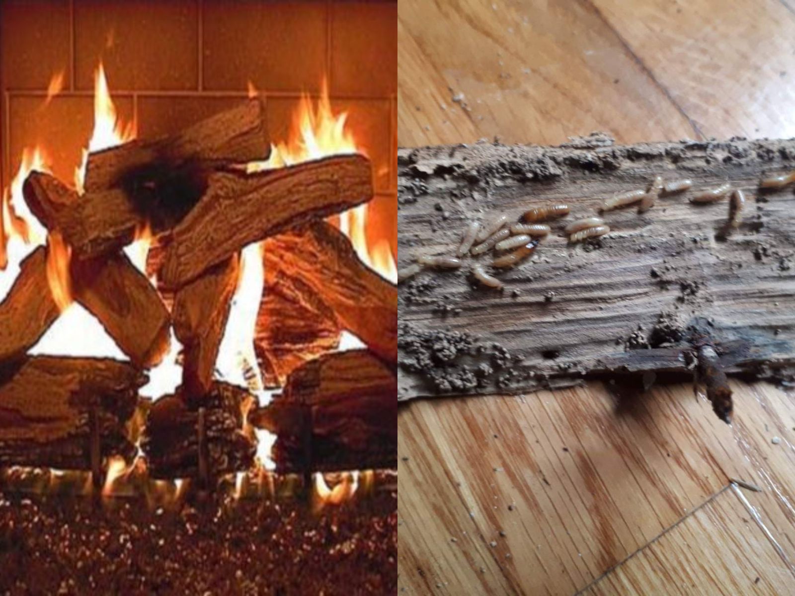 Τα καυσόξυλα μπορεί να έχουν τερμίτες : Εντοπίστε τους και καταπολεμήστε τους πριν ροκανίσουν κάθε ξύλινο έπιπλο σας