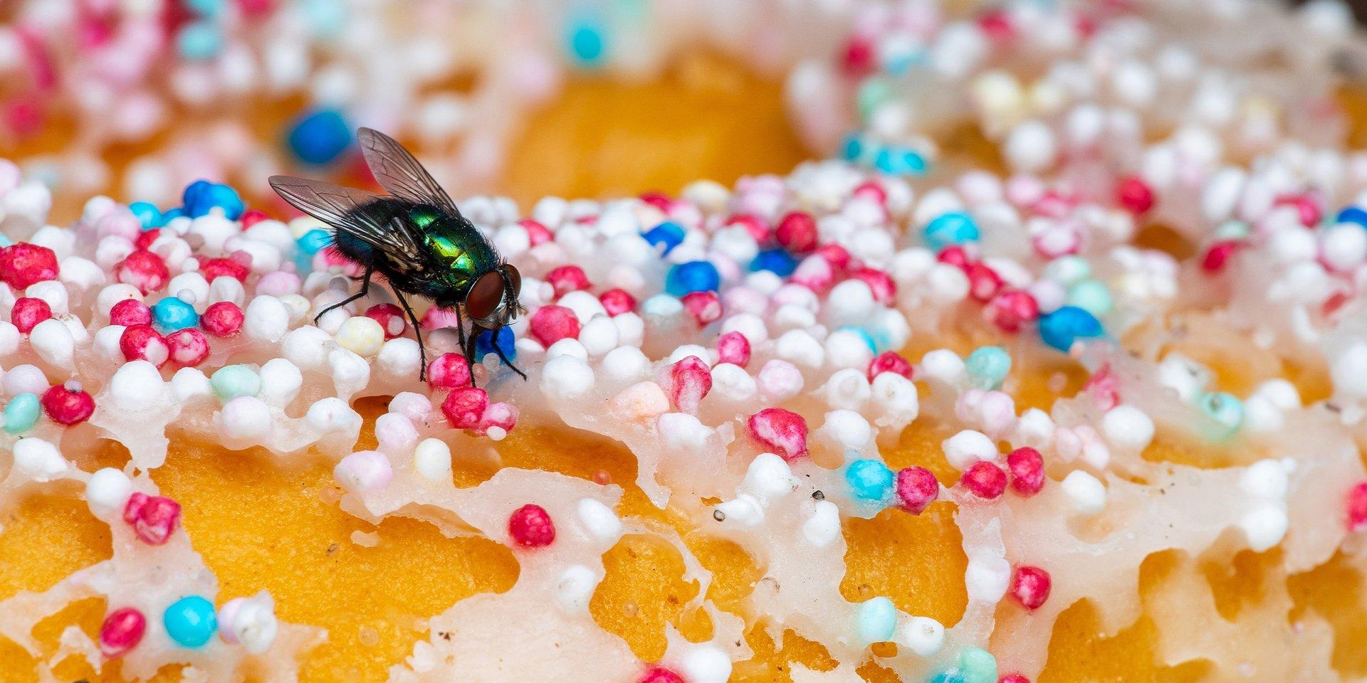 Γέμισε το σπίτι φρουτόμυγες : Τι είναι και πως να τις διώξεις μακριά