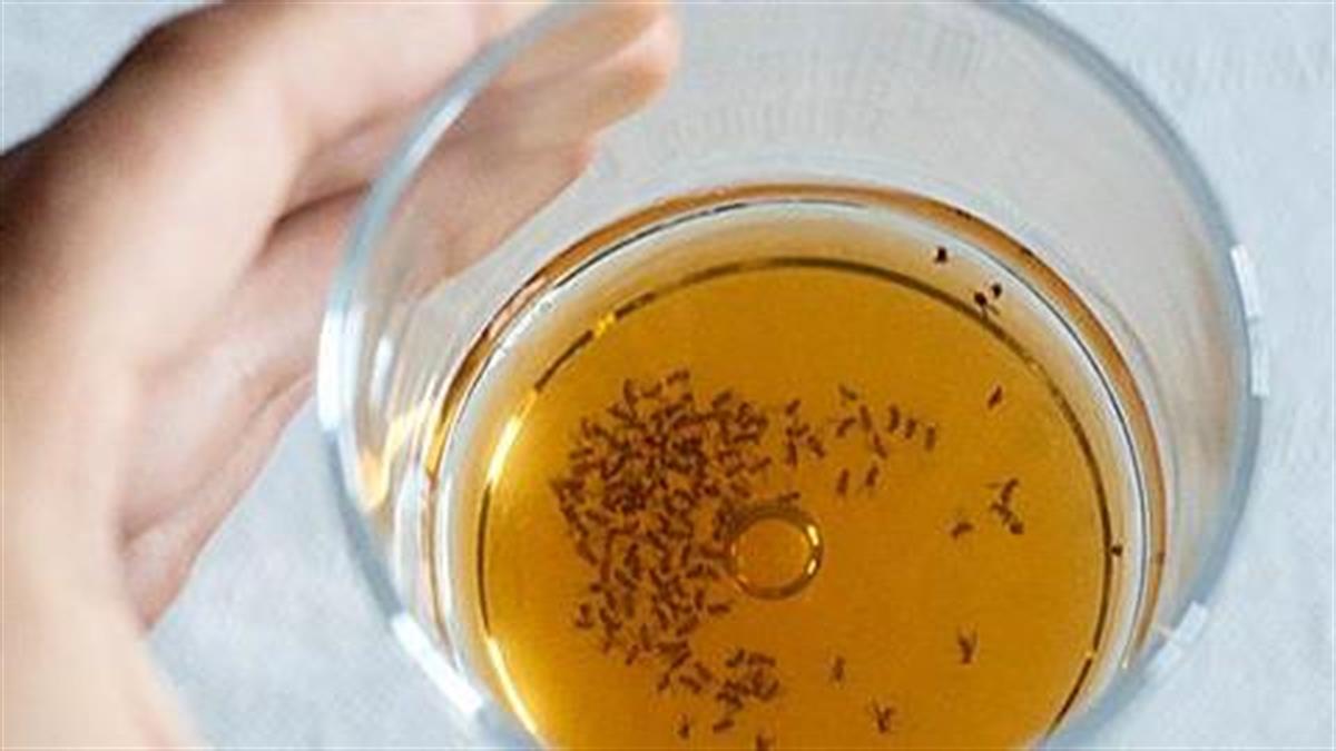 Γέμισε το σπίτι φρουτόμυγες : Τι είναι και πως να τις διώξεις μακριά