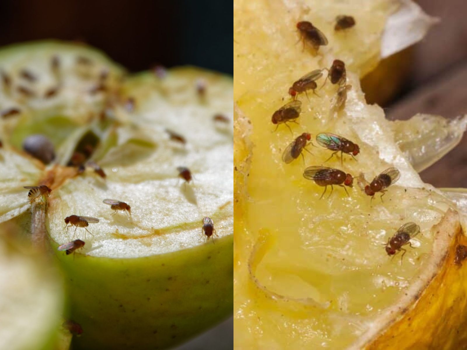 Γέμισε το σπίτι φρουτόμυγες : Τι είναι και πως να τις διώξεις μακριά