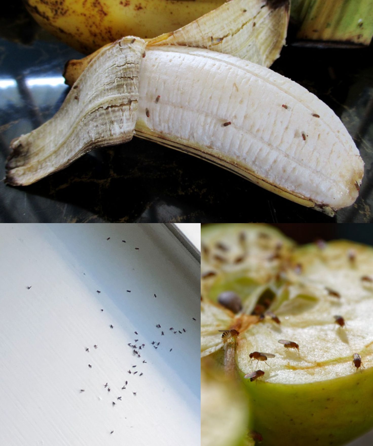 Γέμισε το σπίτι φρουτόμυγες : Τι είναι και πως να τις διώξεις μακριά