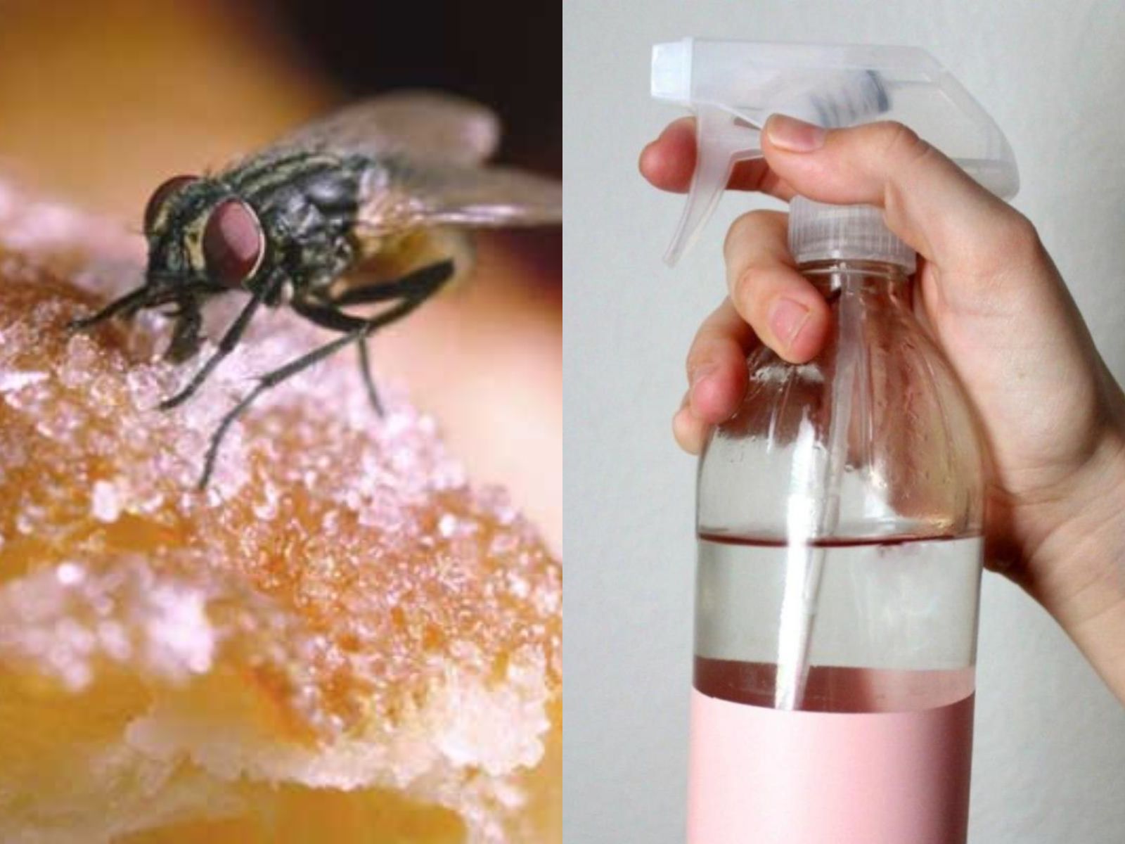 Μύγες στο σπίτι: Το σπιτικό απωθητικό σπρέι που τις εξαφανίζει στο λεπτό