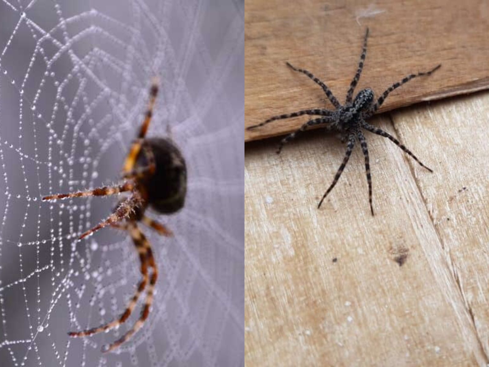 αράχνη-σε-ιστό-και-αράχνη-στο-πάτωμα