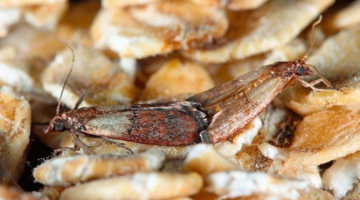 ψείρες- ψείρες-