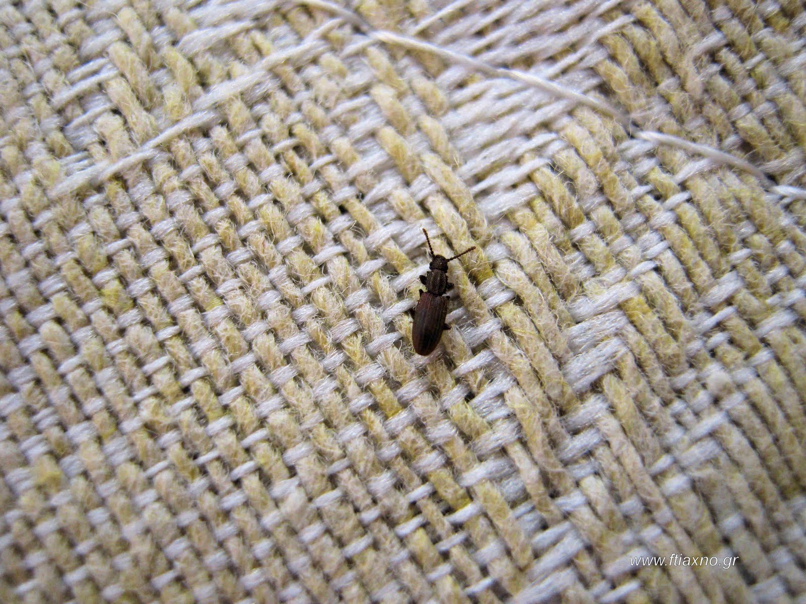 Ψείρες-τροφίμων-πως-θα-τις-εντοπίσετε-και-θα-τις-εξολοθρεύσετε