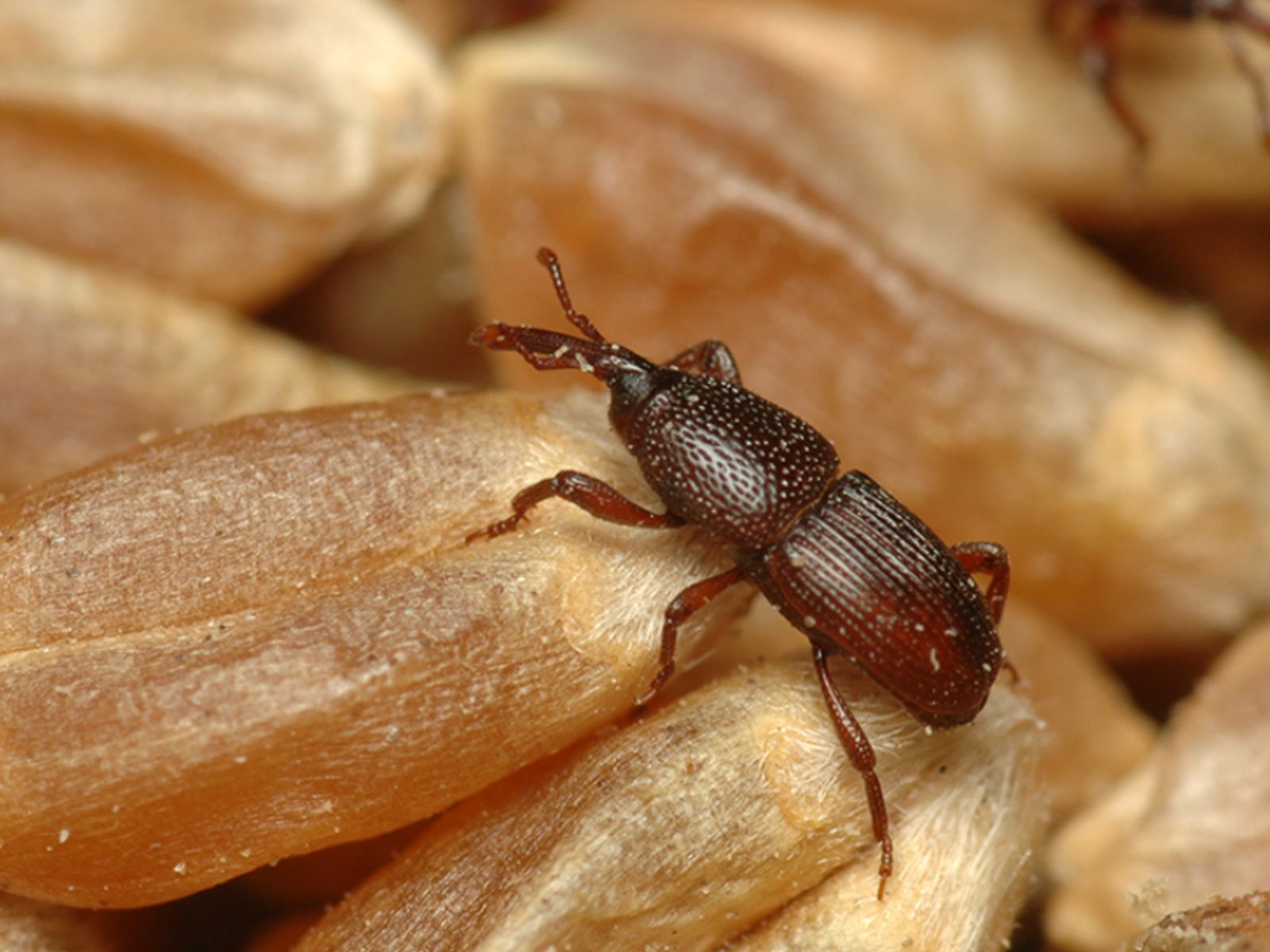 ψείρες- ψείρες-