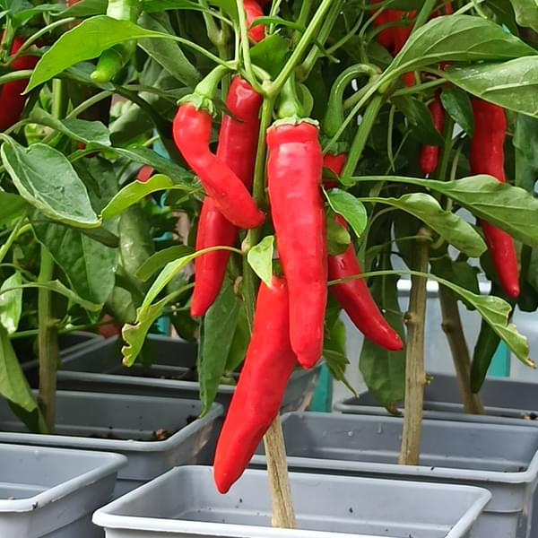 Μην ξεχνάτε να βάζετε αλάτι στο ψυγείο- Οι 9+1 ιδιότητες που έχει το αλάτι