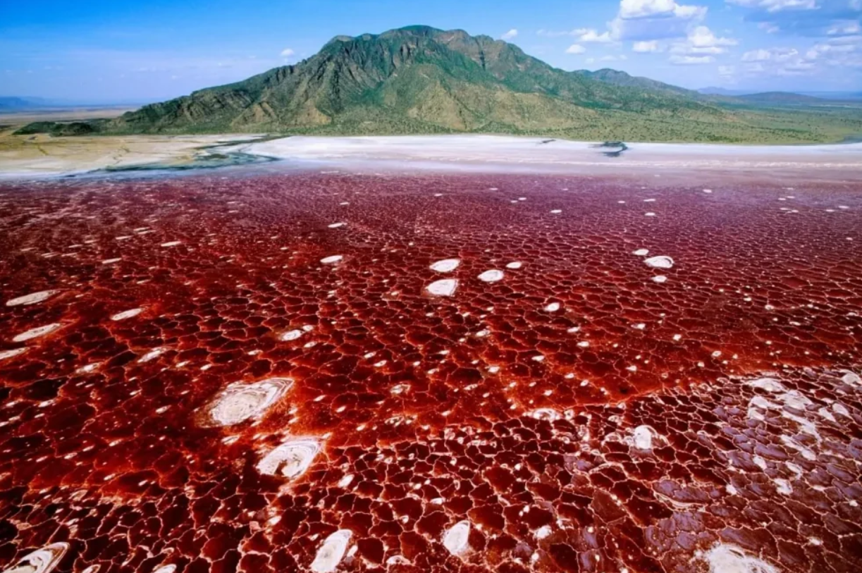 λίμνη Natron-μετατρέπει-σε-πέτρα-όποιο-ζώο-την-ακουμπήσει-